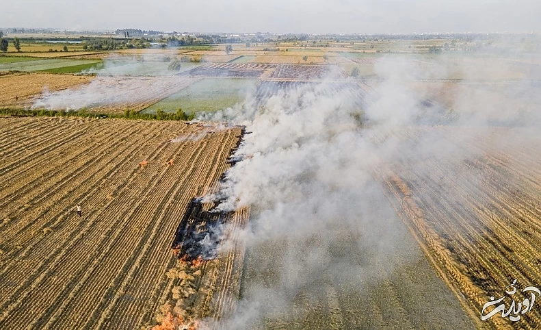 (تصاویر) برداشت برنج در مازندران